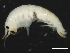  (Apohyale cf. pugettensis - BCC2010-052)  @14 [ ] CreativeCommons - Attribution (2011) CBG Photography Group Centre for Biodiversity Genomics