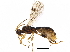  (Mesocentrus - BIOUG36019-A08)  @14 [ ] CreativeCommons - Attribution (2018) CBG Photography Group Centre for Biodiversity Genomics