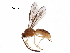  (Aspidobracon - BIOUG36019-H01)  @14 [ ] CreativeCommons - Attribution (2017) CBG Photography Group Centre for Biodiversity Genomics