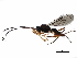  (Heratemis - BIOUG36020-B11)  @15 [ ] CreativeCommons - Attribution (2017) CBG Photography Group Centre for Biodiversity Genomics