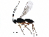  ( - BIOUG36020-C01)  @12 [ ] CreativeCommons - Attribution (2017) CBG Photography Group Centre for Biodiversity Genomics
