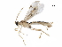  (Canalirogas - BIOUG36020-D06)  @14 [ ] CreativeCommons - Attribution (2017) CBG Photography Group Centre for Biodiversity Genomics