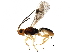  (Conobregma - BIOUG36020-D08)  @15 [ ] CreativeCommons - Attribution (2017) CBG Photography Group Centre for Biodiversity Genomics