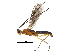  (Aleiodes declanae - BIOUG36020-E01)  @14 [ ] CreativeCommons - Attribution (2018) CBG Photography Group Centre for Biodiversity Genomics
