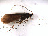  (Allomyia cascadis - DR815-6)  @12 [ ] Copyright (2010) Unspecified Rutgers University