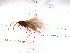  (Allomyia picoides - DR815-12)  @11 [ ] Copyright (2010) Unspecified Rutgers University