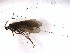  (Allomyia DR sp. 3 - DR815-20)  @14 [ ] Copyright (2010) Unspecified Rutgers University