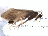 (Glossosoma oregonense - DRGlo9a)  @13 [ ] Copyright (2010) Unspecified Rutgers University