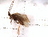  (Allomyia nr. hector - DR815-11)  @11 [ ] Copyright (2010) Unspecified Rutgers University