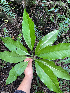  (Chassalia coralloides - M122-005)  @11 [ ] CreativeCommons  Attribution Share-Alike  Unspecified Universite de La Reunion