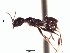  (Pheidole EC37 - BCAR246)  @11 [ ] CreativeCommons - Attribution (2015) David Donoso UTPL