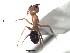  ( - BCCISEC0010126)  @12 [ ] CreativeCommons - Attribution (2015) David Donoso UTPL