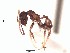  (Pheidole ACY3474 - BCPBA0121)  @13 [ ] CreativeCommons - Attribution (2015) David Donoso UTPL