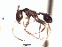  (Pheidole cocciphaga - BCPBA0269)  @13 [ ] CreativeCommons - Attribution (2015) David Donoso UTPL