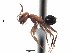  (Dorymyrmex pyramicus - PBA0102)  @13 [ ] CreativeCommons - Attribution (2015) David Donoso UTPL