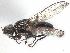  ( - 07PROBE-JW0924)  @11 [ ] CreativeCommons - Attribution (2023) CBG Photography Group Centre for Biodiversity Genomics