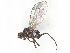  ( - 10PROBE-14510)  @11 [ ] CreativeCommons - Attribution (2023) CBG Photography Group Centre for Biodiversity Genomics