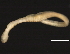  (Enchytraeida - 06PROBE-1200)  @14 [ ] CreativeCommons - Attribution (2010) CBG Photography Group Centre for Biodiversity Genomics