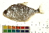 ( - OL-0515)  @14 [ ] CreativeCommons - Attribution (2010) Unspecified Centre for Biodiversity Genomics