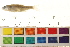  ( - OL-0133)  @13 [ ] CreativeCommons - Attribution (2009) Unspecified Centre for Biodiversity Genomics