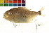  (Serrasalmus cariba - OL-0180)  @14 [ ] CreativeCommons - Attribution (2009) Unspecified Centre for Biodiversity Genomics