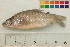  ( - OL-0329)  @12 [ ] CreativeCommons - Attribution (2010) Unspecified Centre for Biodiversity Genomics
