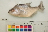  (Serrasalmus rhombeus - OL-0362)  @15 [ ] CreativeCommons - Attribution (2010) Unspecified Centre for Biodiversity Genomics
