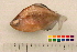  ( - OL-0368)  @12 [ ] CreativeCommons - Attribution (2010) Unspecified Centre for Biodiversity Genomics