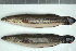  (Channa micropeltes - CM_Quebec)  @14 [ ] Unspecified (default): All Rights Reserved  Unspecified Unspecified