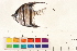  (Pterophyllum - OL-0234)  @14 [ ] CreativeCommons - Attribution (2010) Unspecified Centre for Biodiversity Genomics