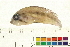  (Apistogramma arua - OL-0071)  @13 [ ] CreativeCommons - Attribution (2009) Unspecified Centre for Biodiversity Genomics