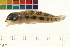  (Dicrossus - OL-0158)  @14 [ ] CreativeCommons - Attribution (2009) Unspecified Centre for Biodiversity Genomics