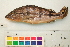 (Cichla piquiti - OL-0248)  @13 [ ] CreativeCommons - Attribution (2010) Unspecified Centre for Biodiversity Genomics
