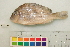  (Geophagus - OL-0284)  @15 [ ] CreativeCommons - Attribution (2010) Unspecified Centre for Biodiversity Genomics