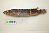  ( - OL-0307)  @12 [ ] CreativeCommons - Attribution (2010) Unspecified Centre for Biodiversity Genomics