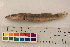  (Crenicichla acutirostris - OL-0316)  @13 [ ] CreativeCommons - Attribution (2010) Unspecified Centre for Biodiversity Genomics