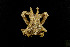  (Macrocoeloma - CH844-C12)  @11 [ ] CreativeCommons - Attribution (2022) Jani Jarquin Instituto Tecnologico de Chetumal