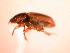  ( - JBWM0314094)  @11 [ ] Copyright (2008) Unspecified J.B. Wallis Museum of Entomology, University of Manitoba