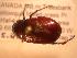  ( - JBWM0314118)  @11 [ ] Copyright (2008) Unspecified J.B. Wallis Museum of Entomology, University of Manitoba