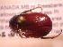  ( - JBWM0314120)  @11 [ ] Copyright (2008) Unspecified J.B. Wallis Museum of Entomology, University of Manitoba