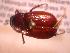  ( - JBWM0314121)  @11 [ ] Copyright (2008) Unspecified J.B. Wallis Museum of Entomology, University of Manitoba