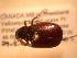  ( - JBWM0314122)  @11 [ ] Copyright (2008) Unspecified J.B. Wallis Museum of Entomology, University of Manitoba