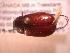  ( - JBWM0314123)  @11 [ ] Copyright (2008) Unspecified J.B. Wallis Museum of Entomology, University of Manitoba