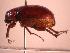  ( - JBWM0314124)  @11 [ ] Copyright (2008) Unspecified J.B. Wallis Museum of Entomology, University of Manitoba