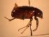  ( - JBWM0314125)  @11 [ ] Copyright (2008) Unspecified J.B. Wallis Museum of Entomology, University of Manitoba