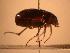  ( - JBWM0314126)  @11 [ ] Copyright (2008) Unspecified J.B. Wallis Museum of Entomology, University of Manitoba
