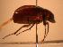  ( - JBWM0314127)  @11 [ ] Copyright (2008) Unspecified J.B. Wallis Museum of Entomology, University of Manitoba