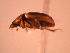  ( - JBWM0314512)  @11 [ ] Copyright (2008) Unspecified J.B. Wallis Museum of Entomology, University of Manitoba