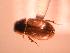  ( - JBWM0314931)  @11 [ ] Copyright (2008) Unspecified J.B. Wallis Museum of Entomology, University of Manitoba