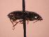  ( - JBWM0315126)  @12 [ ] Copyright (2008) Unspecified J.B. Wallis Museum of Entomology, University of Manitoba